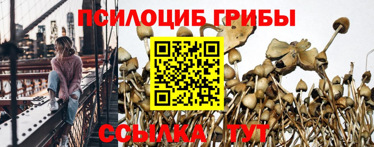 Псилоцибиновые грибы Psilocybine cubensis Мариинск